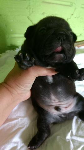 Bulldog francês