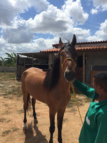 Campolina macha picada