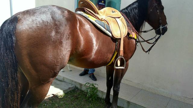 Cavalo QM manso selado