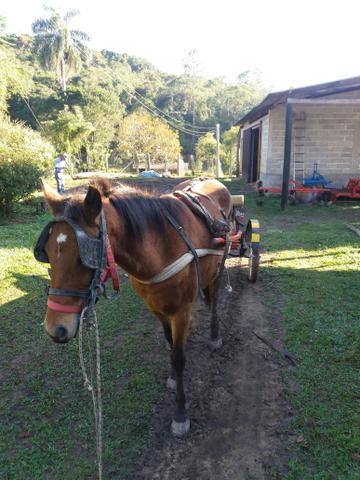 Cavalo bom de sela e de charrete