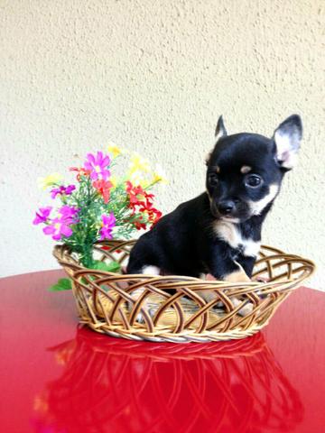 Chihuahua machinho lindo