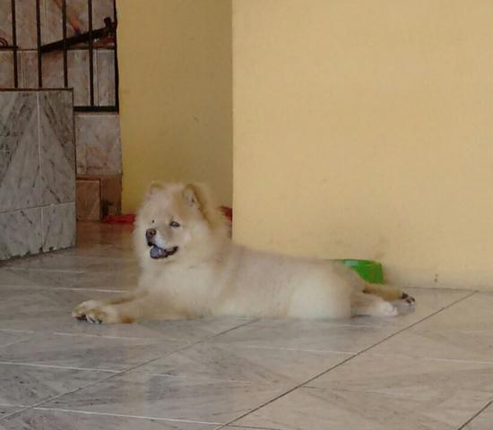Chow chow 6 meses