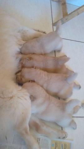 Chow-chow lindo, creme 1 mês