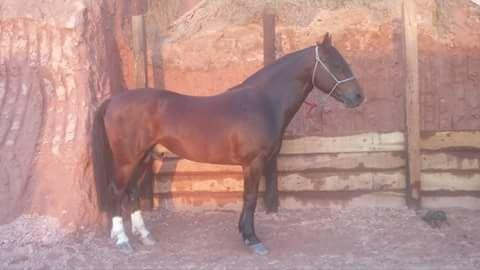 Colorado inteiro e confirmado aceito proposta