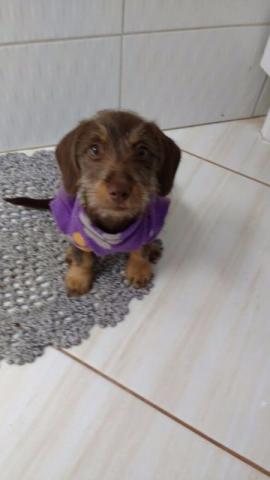 Doa-se Cadelinha (Salsicha misturado com Poodle)