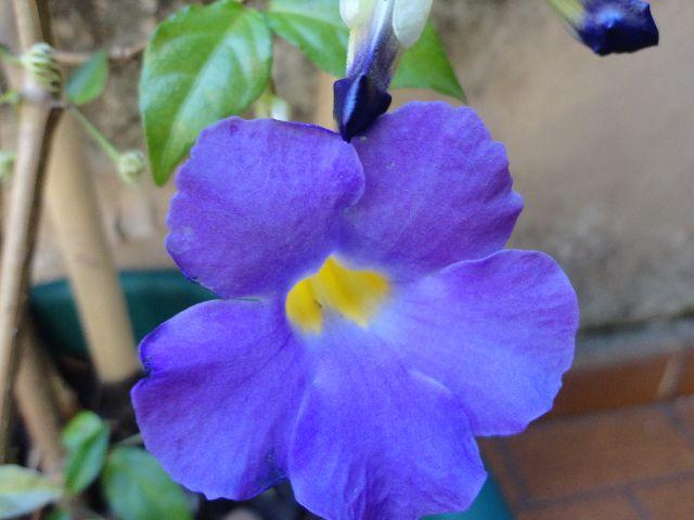 Flor roxa de jardim e Folhagem Singônio