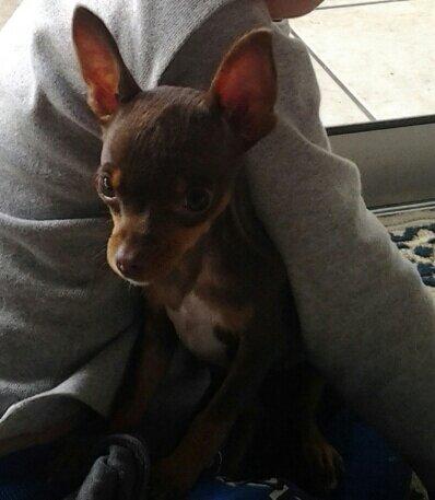 Fêmea de pinscher com 9 meses