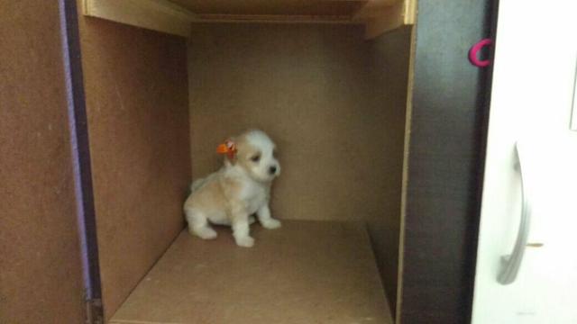 Fêmeas de poodle toy a pronta entrega