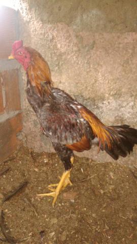 Frango de raça de boa qualidade