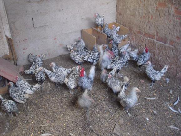 Galinhas sebright prata