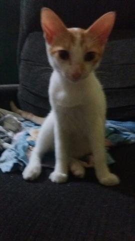 Gatinhos lindo e fofos