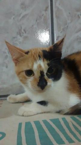 Gato para Doação