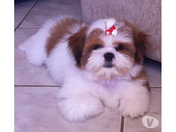 Lhasa Apso pequenas bebes