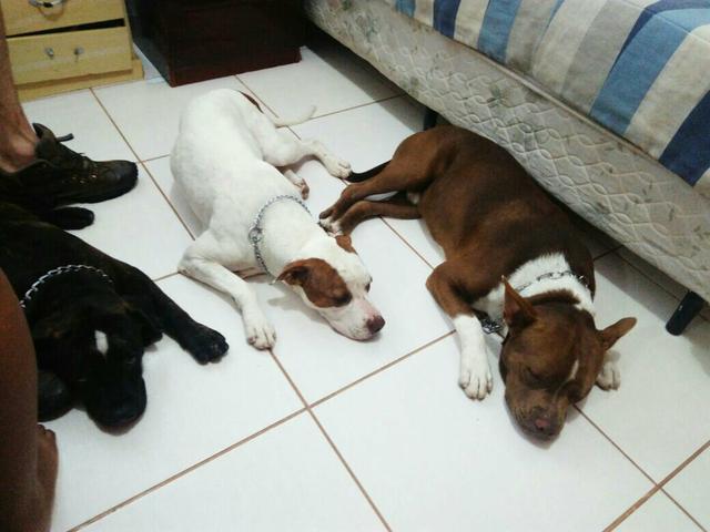 Macho pitbull para cruzar