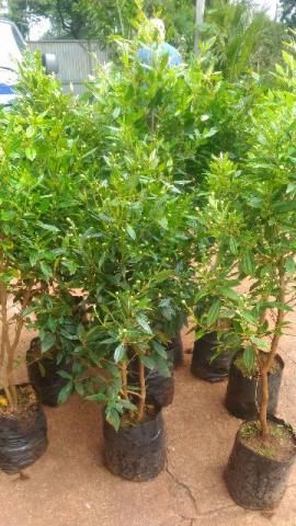 Mudas de manacá da serra