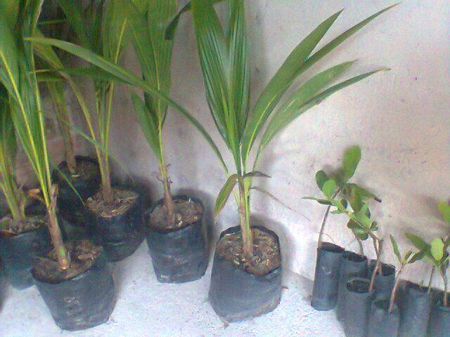 Mudas de plantas frutíferas