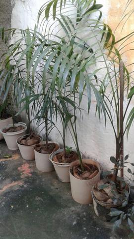 Palmeiras Imperial 7 mudas plantadas em vasos