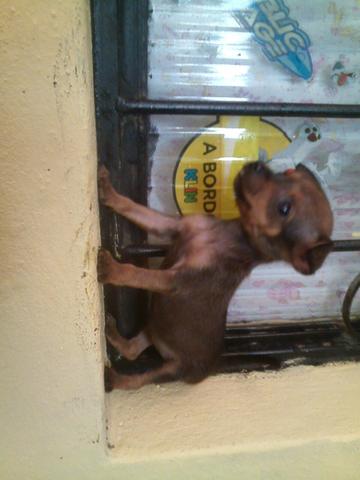 Pinscher mini (0)Zerinho