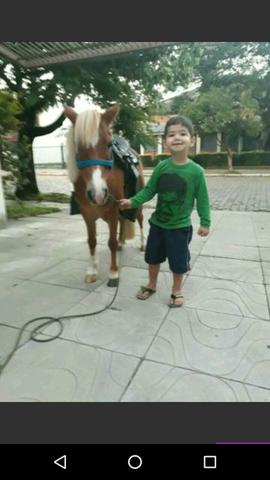 Pônei fêmea de jardim