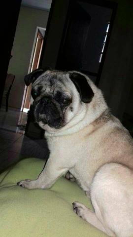 Pug macho para tirar cria