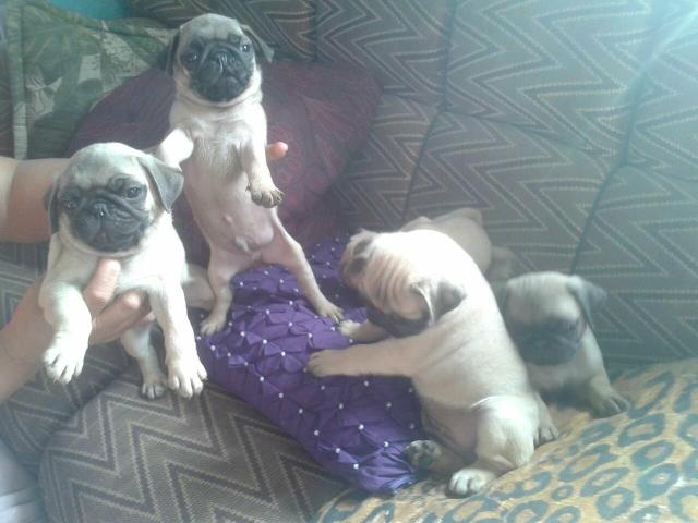 Pug promoção dia das mães!