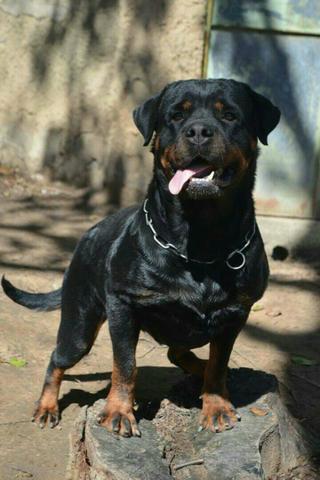 Rottweiler Fêmea adulta com Pedigree.4 mil