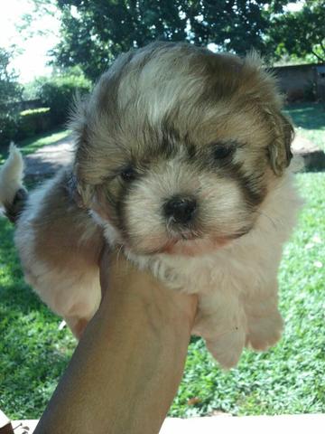 Shihtzu femea