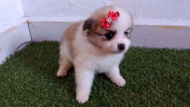 Spitz Alemão lulu pomerania