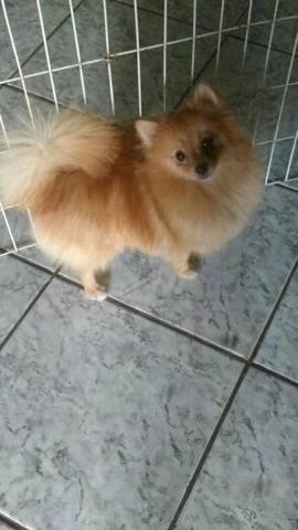 Spitz alemão fêmea com sete meses