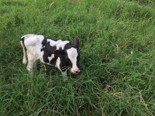 Terneira Holandesa 27 dias