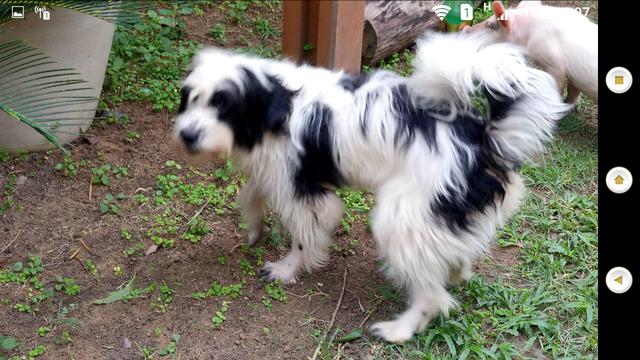 Vendo BARATO Linda Lhasa Apso 10 meses, Preto e branco