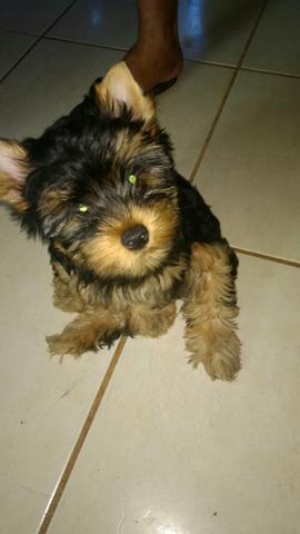 Yorkshire terrier