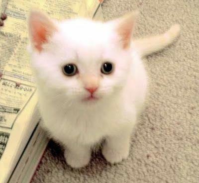 Adoto gatinha branca