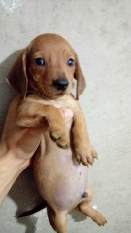 Baset, salsicha, dachshund