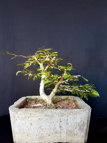 Bonsai