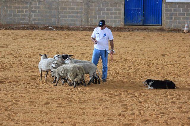 Border Collie Bom Pastor. Adestramento de pastoreio e