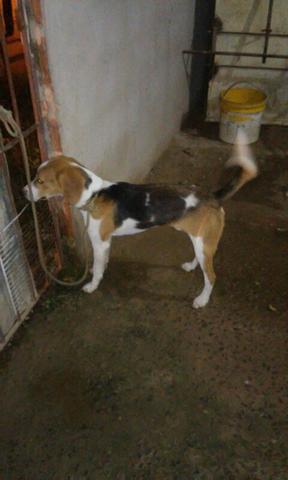 Cachorro beagle com 11 meses