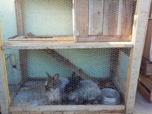Casal de mini coelho lion