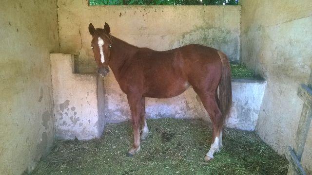 Cavalo potro quarto de milha