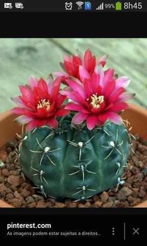 Dia das mães cactus