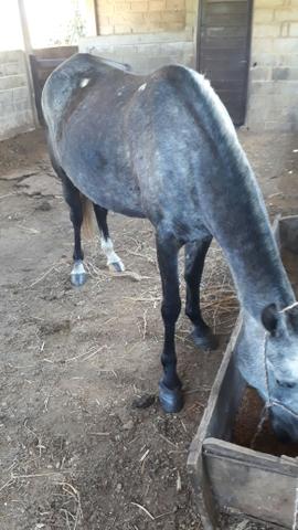 Egua pura da macha picada