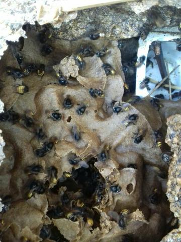 Enxame ASF /abelhas mandaçaia