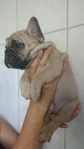 Femea Bulldog francês