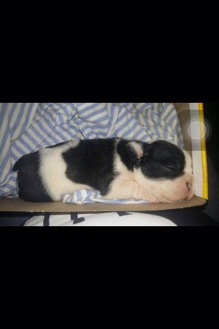 Inda fêmea com 45 dias! Aceito cartão!