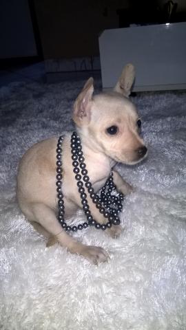 Linda fêmea de Chihuahua 4 meses