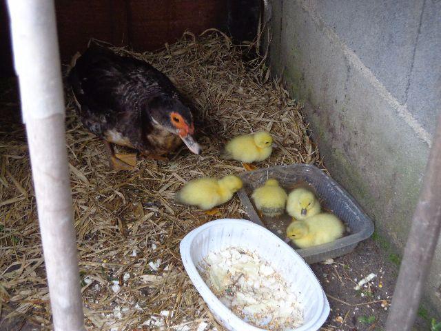 Patos