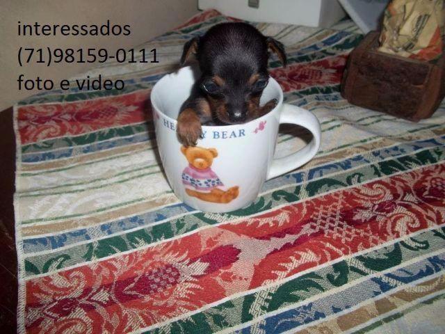 Pinscher miniatura fêmea 12x cartões entrega grátis