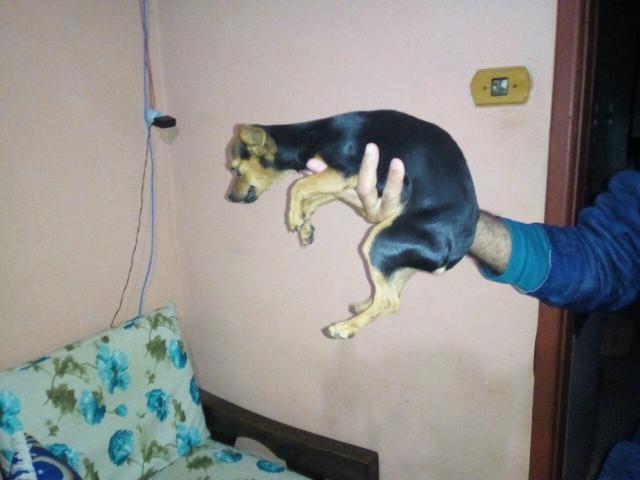 Pinscher zero