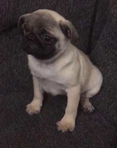 Pug - Linda fêmea abricot - Zona Sul