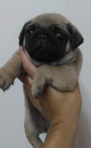 Pug Lindo Macho